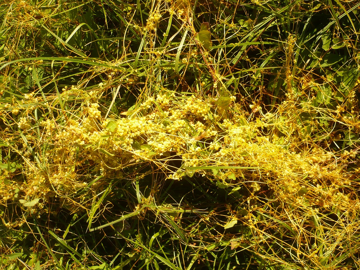 Cuscuta campestris (Convolvulaceae)